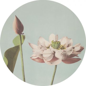 självhäftande rund tapet lotusblomma antikrosa och vintage gråblått