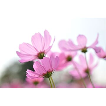 fototapet vilda blommor rosa