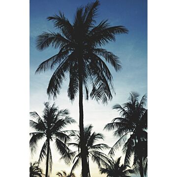 fototapet palmer blått, svart och beige